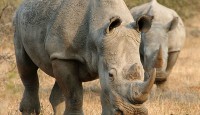 White Rhinos - South Africa White Rhinos - South Africa