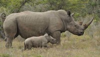 Rhino Poaching