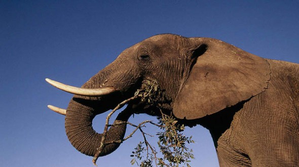Elephant Ivory