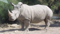 Biodiversity plan for white rhinoceros