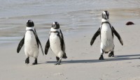 Plan for African Penguin