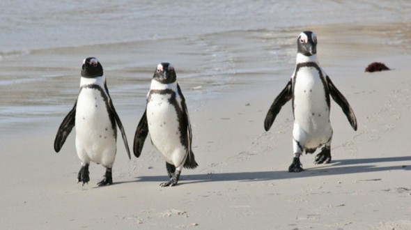 Plan for African Penguin