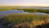 Investment to rehabilitate wetlands
