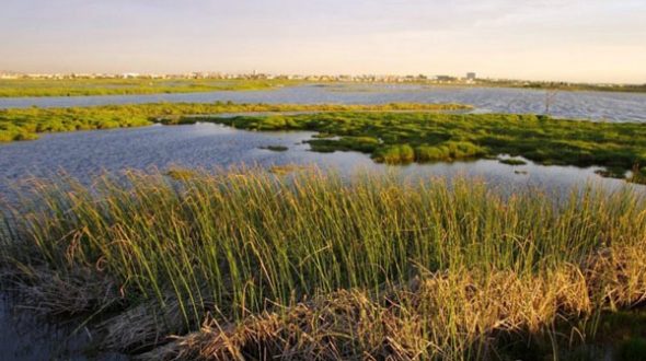 Investment to rehabilitate wetlands