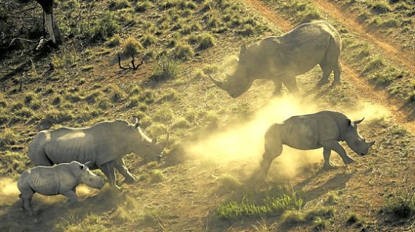 DNA kit to fight wildlife crime
