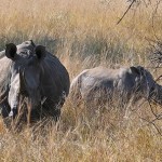 SA, Mozambique join forces to end poaching