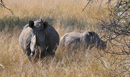 Fight Rhino Poaching Fight Rhino Poaching