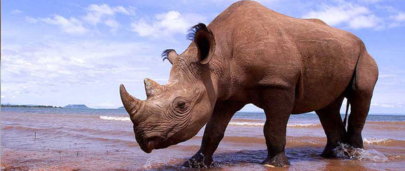 Rhino - National Treasures