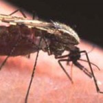 Climate change predicted to spread malaria