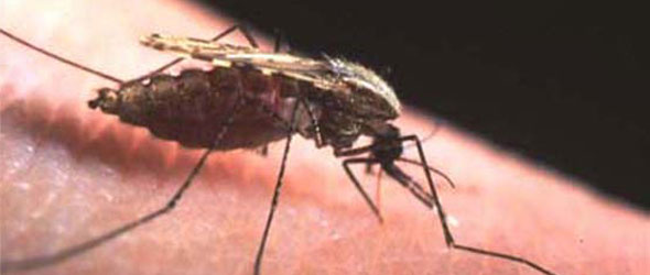 Climate change effect on malaria