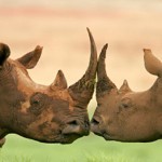  SANParks to sell limited rhino