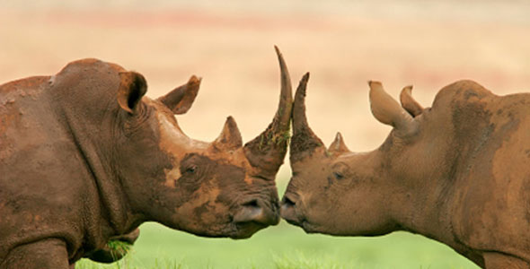Rhinos in South Africa Rhinos in South Africa