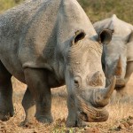 Fight against rhino poaching 