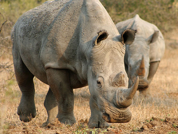 White Rhinos - South Africa White Rhinos - South Africa