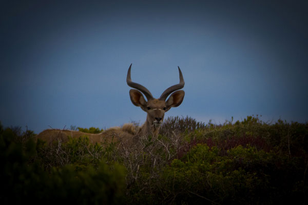 SANParks Kudu Green School Initiative SANParks Kudu Green School Initiative