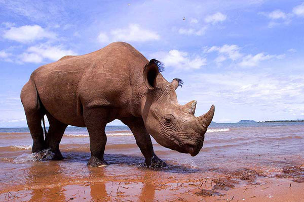 Fight Wildlife Crime Fight Wildlife Crime