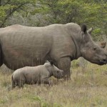 SA, Vietnam in rhino poaching MOU