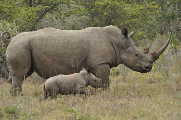Rhino Poaching Rhino Poaching