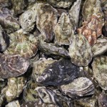 Oyster Hunting At Bedruthan Steps