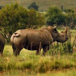 Black rhino plan gazetted