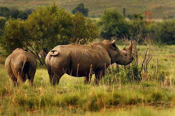 South Africa Rhino Protection South Africa Rhino Protection