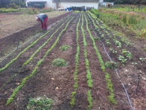 Welgevallen Food Garden