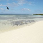 Green Tourists Lend A Hand To Aruba