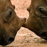 Rhino Fund to assist initiatives