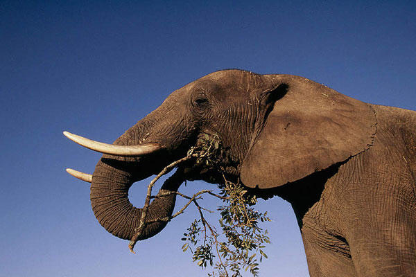 Elephant Ivory 