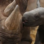 War on rhino poaching receives boost