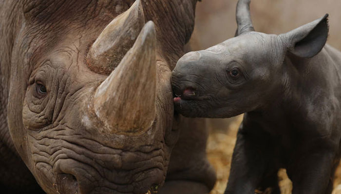 Rhino Save