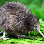 Kiwi chick captures hearts