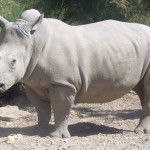 Biodiversity plan for white rhinoceros