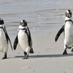 Plan for African Penguin