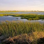 Investment to rehabilitate wetlands